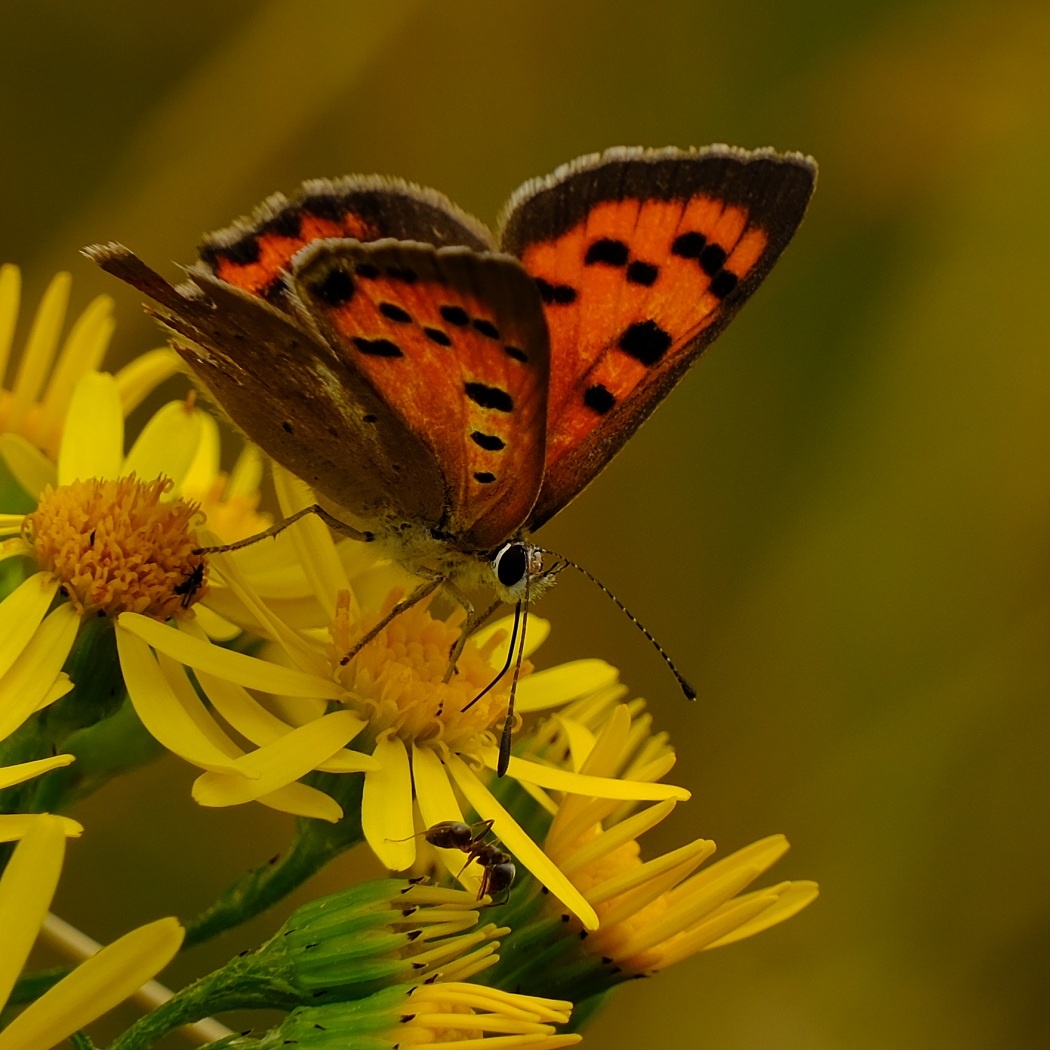 Czerwończyk Żarek - Lycaena Phlaeas / Fotografujemy Przyrodę