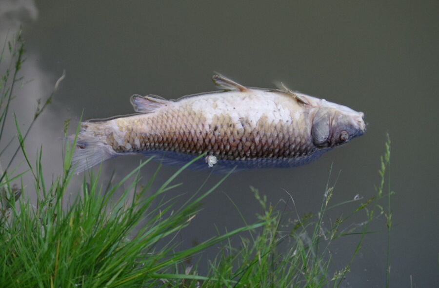 Ryby stają się coraz bardziej toksyczne. Badacze z USA ostrzegają przed PFAS