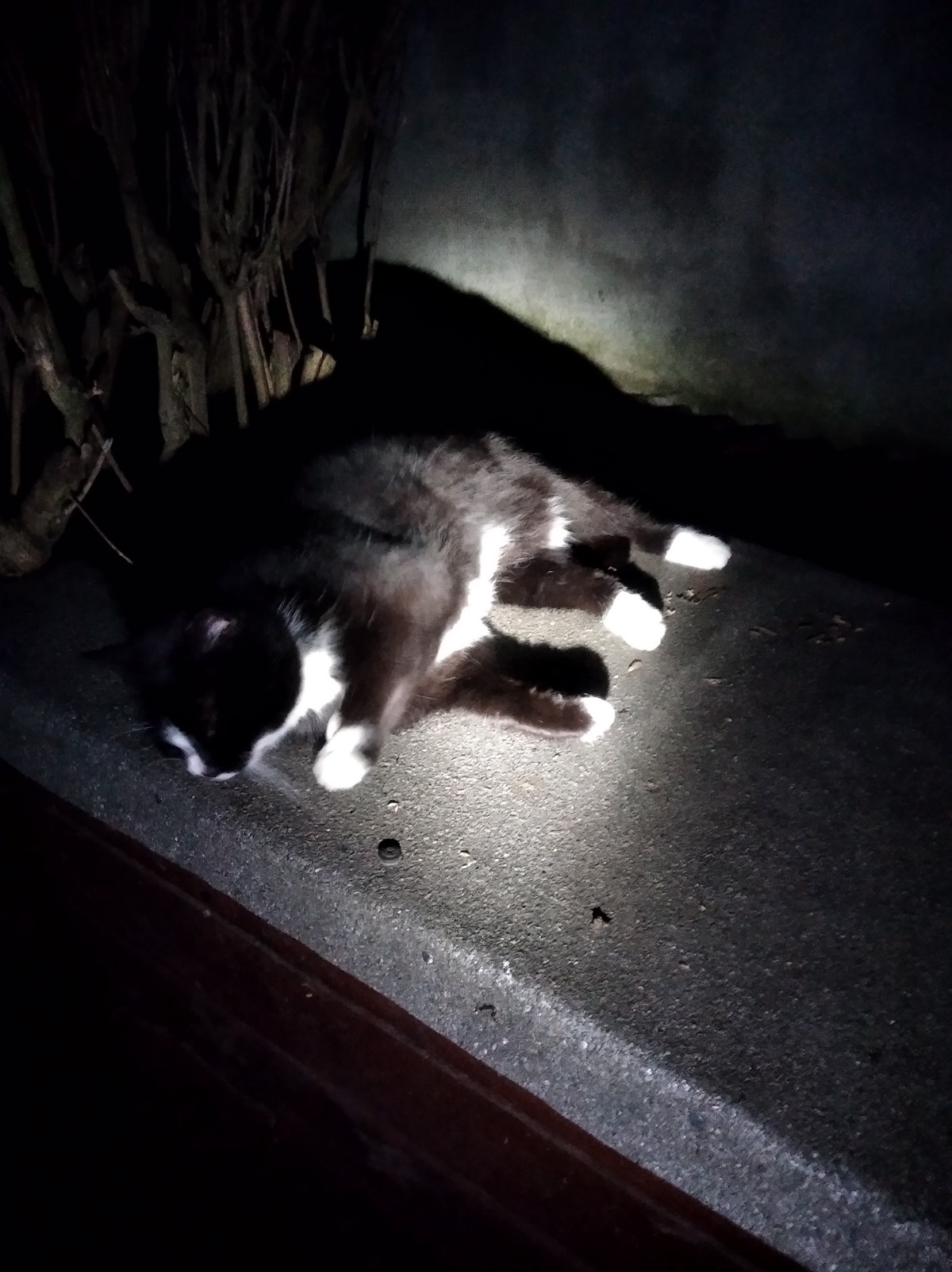 accd8279-ec74-4ae7-af25-f96e98cbb8ed