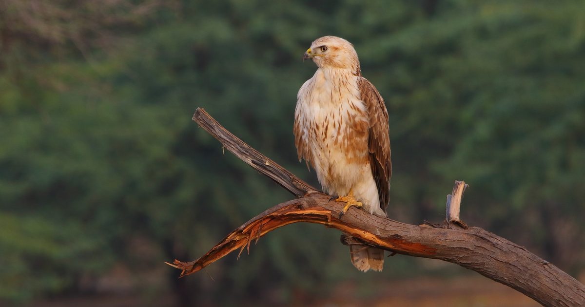 Kurhannik polubił Polskę, pojawia się coraz częściej
