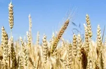 Unia Europejska nie sfinansuje przekazania nadmiaru polskiego zboża do Afryki