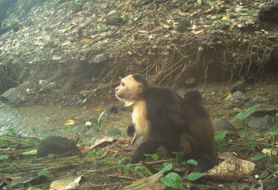 Dziwny trend u kapucynek z wyspy Jicarón. Z nudy porywają młode wyjce