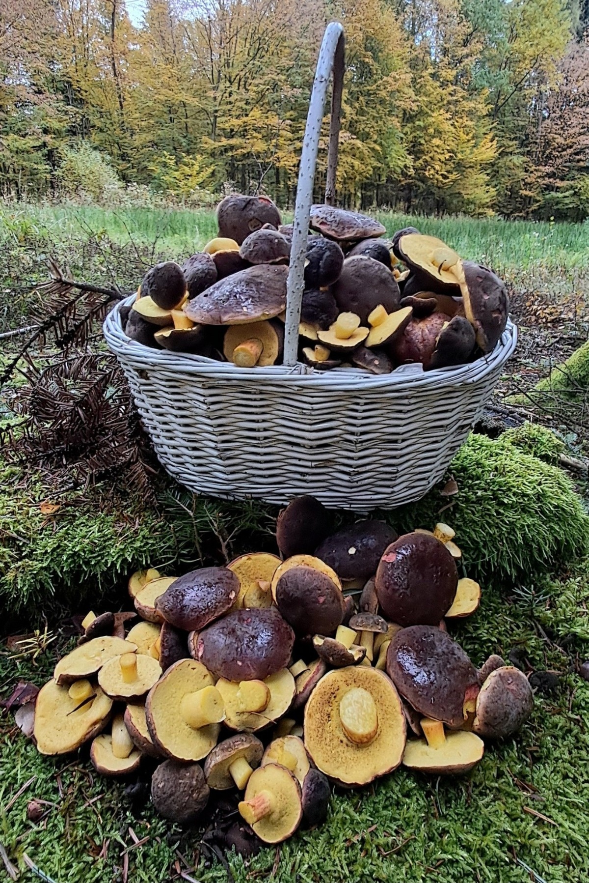 8a0addf4-9c5a-488e-8589-969d554efd03