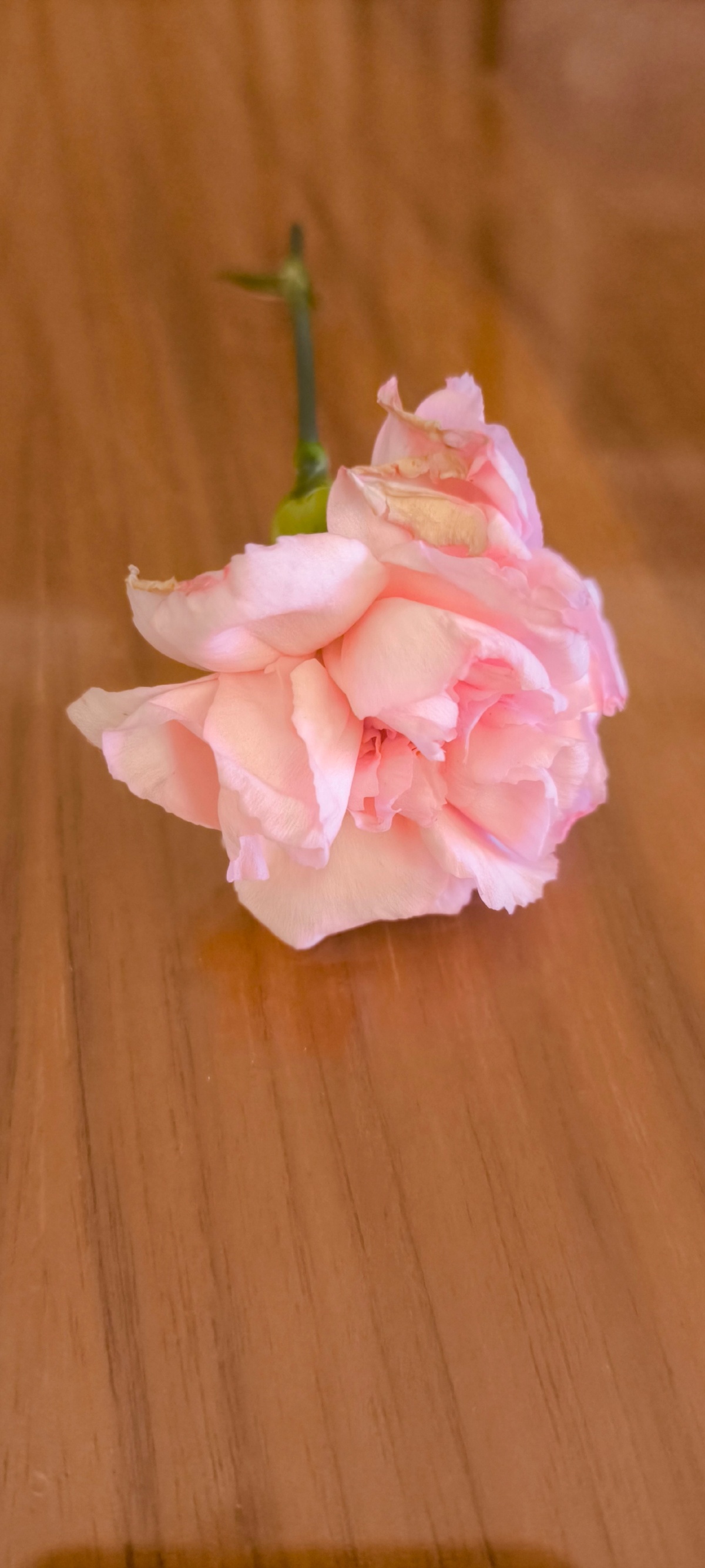 a31b0fec-e84d-4e04-a590-31186adfb17f