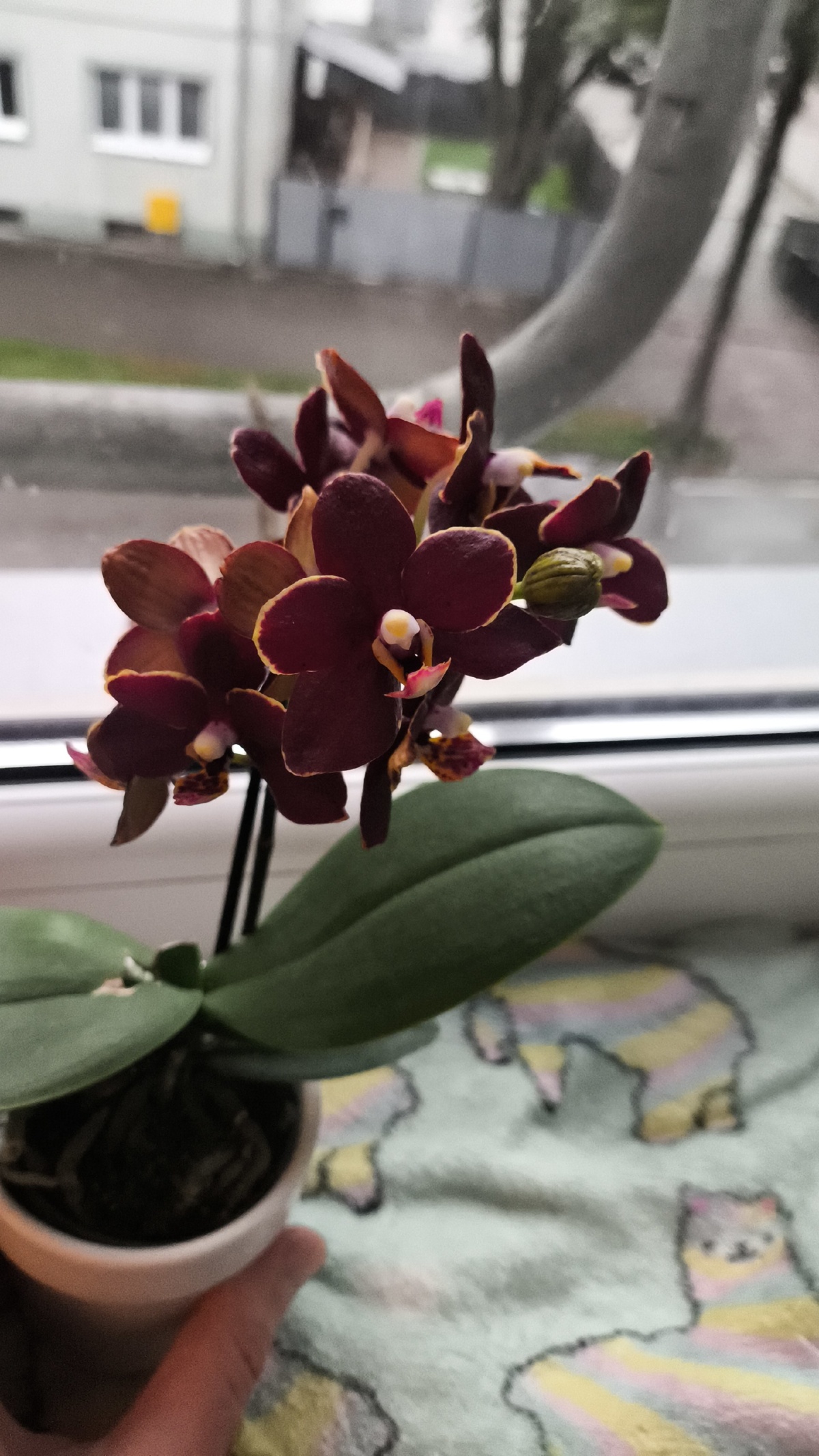 32f16c54-4d34-4738-9f76-062514411080