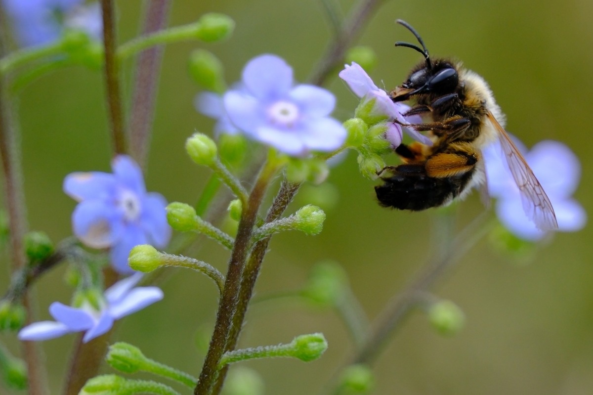 Światowy Dzień Pszczół - 20 Maja 2025 / Fotografujemy Przyrodę