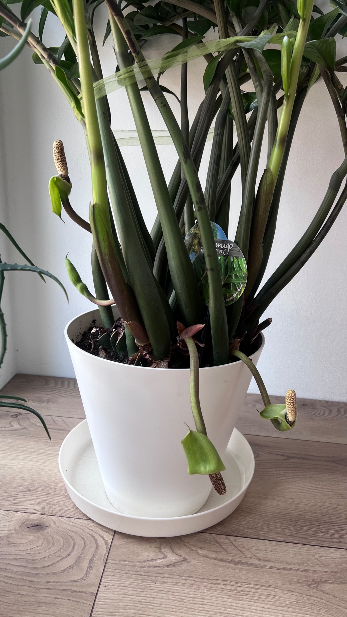 9d294d50-25a9-40de-bb58-b33226f29470