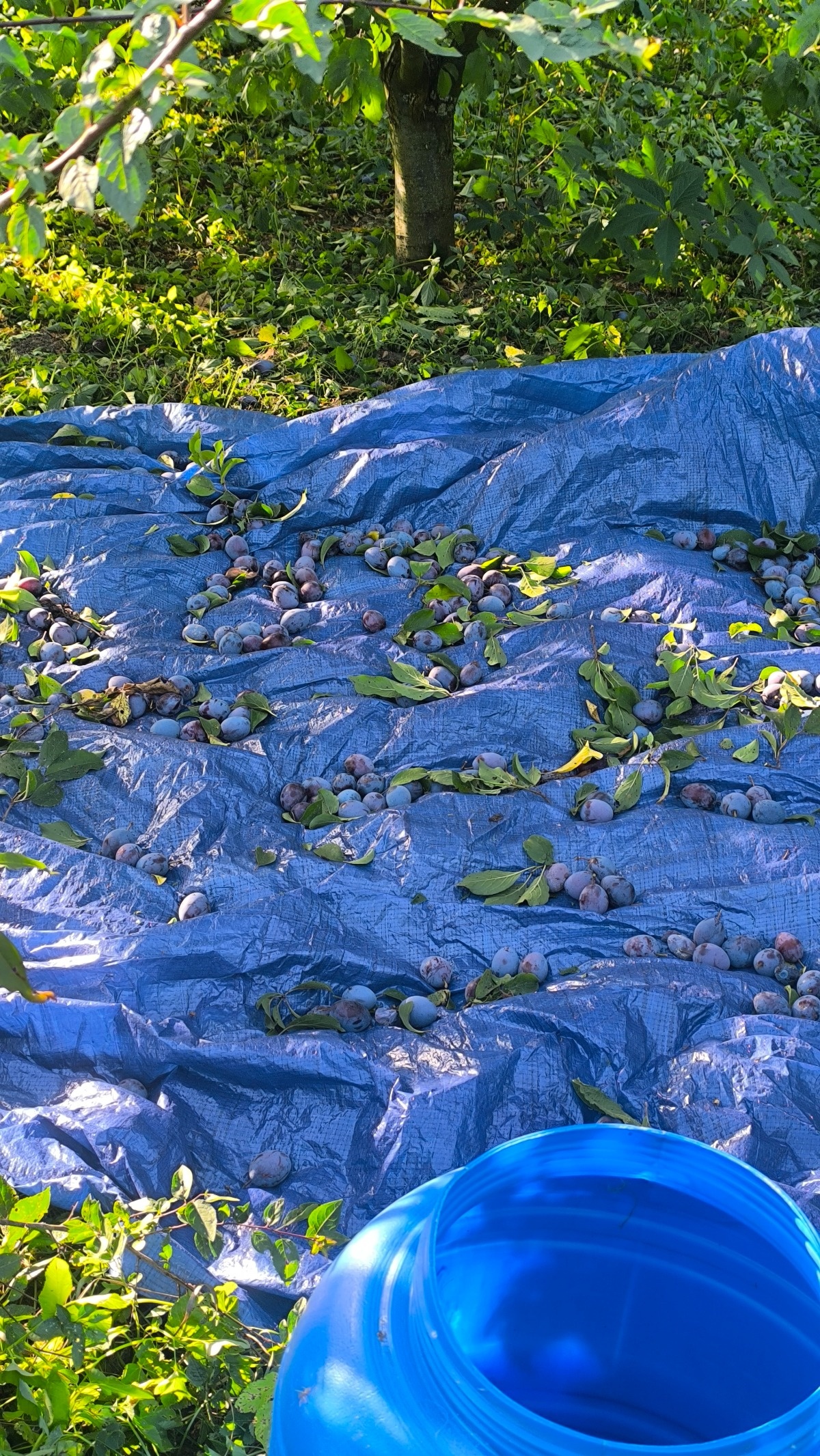 5ca2635f-7e46-46a5-a3d5-be8021f07f3e