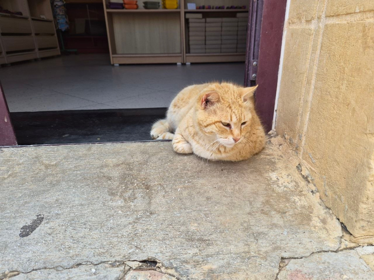 d83e7133-9da8-4418-8682-02e54070c5dd