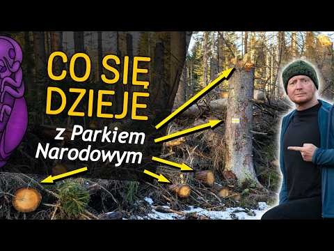 Co się dzieje w Górach Stołowych? - Suche świerki, wycięte drzewa.