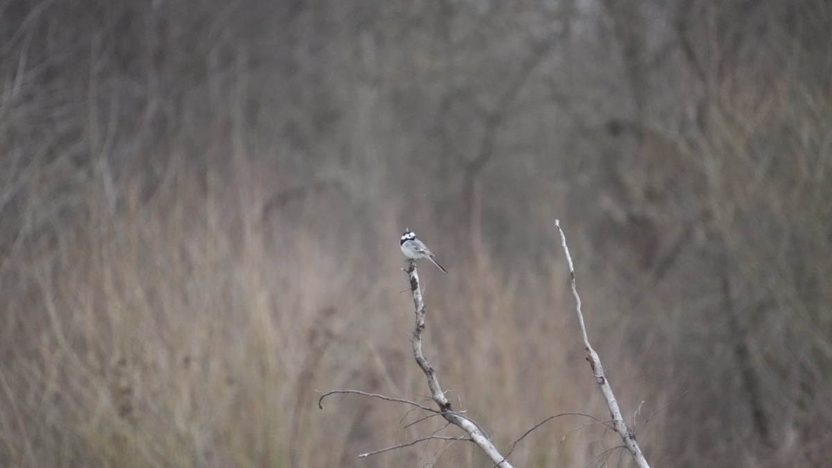 92ad30d8-5aad-448c-acb3-4f708f170035