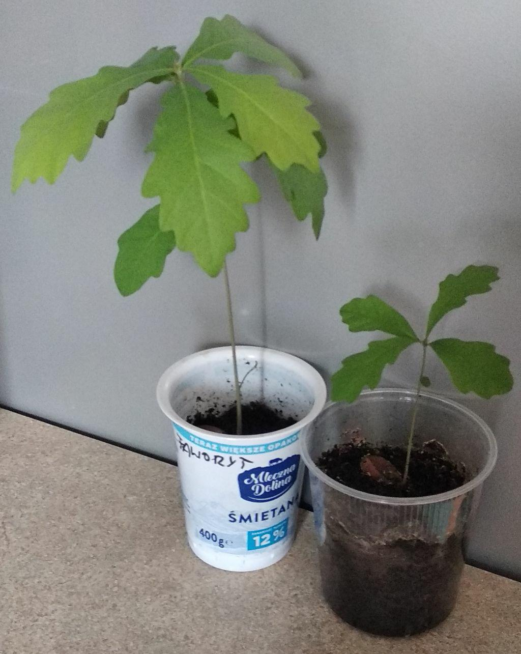 5b52d5e0-6c14-44b4-a418-3c33d7102461