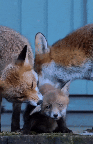 0d61054a-74a3-4baa-8cbb-7428c98c3d90