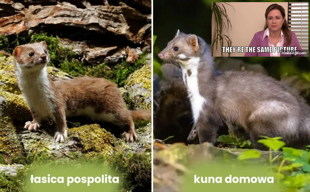 55e2cdba-c374-4426-bab8-894e6e635541