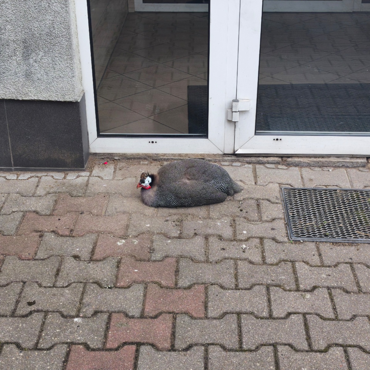 8c9bc63a-99c0-43f0-ae12-bea79c8692e6