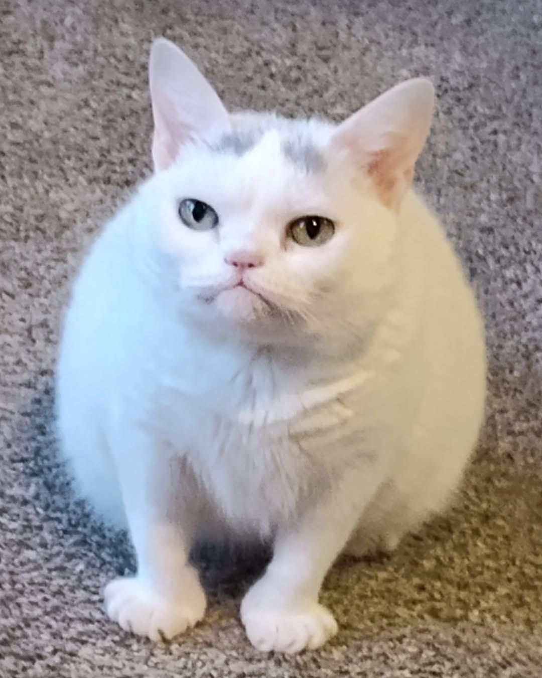 245a5835-065f-4eee-b6b6-fb95f09ba001