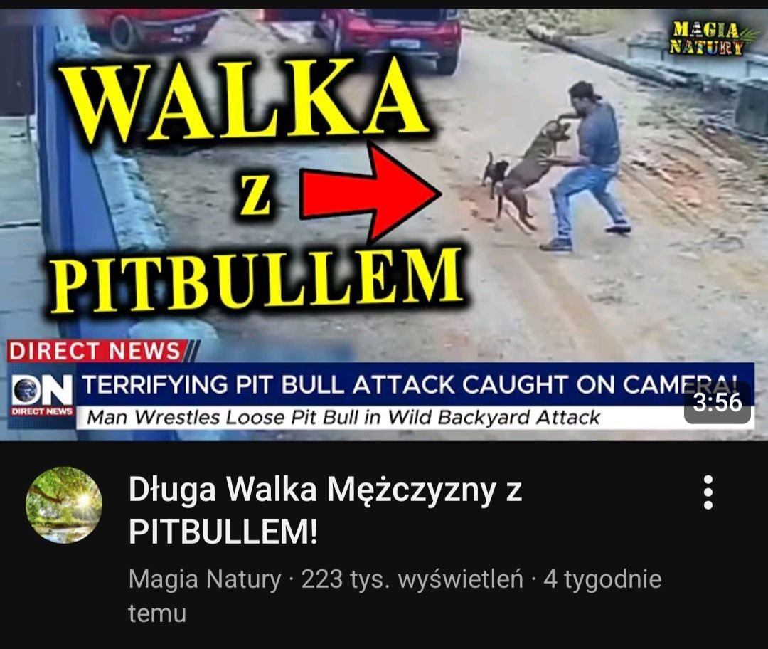 Walka człowieka z pitbulem