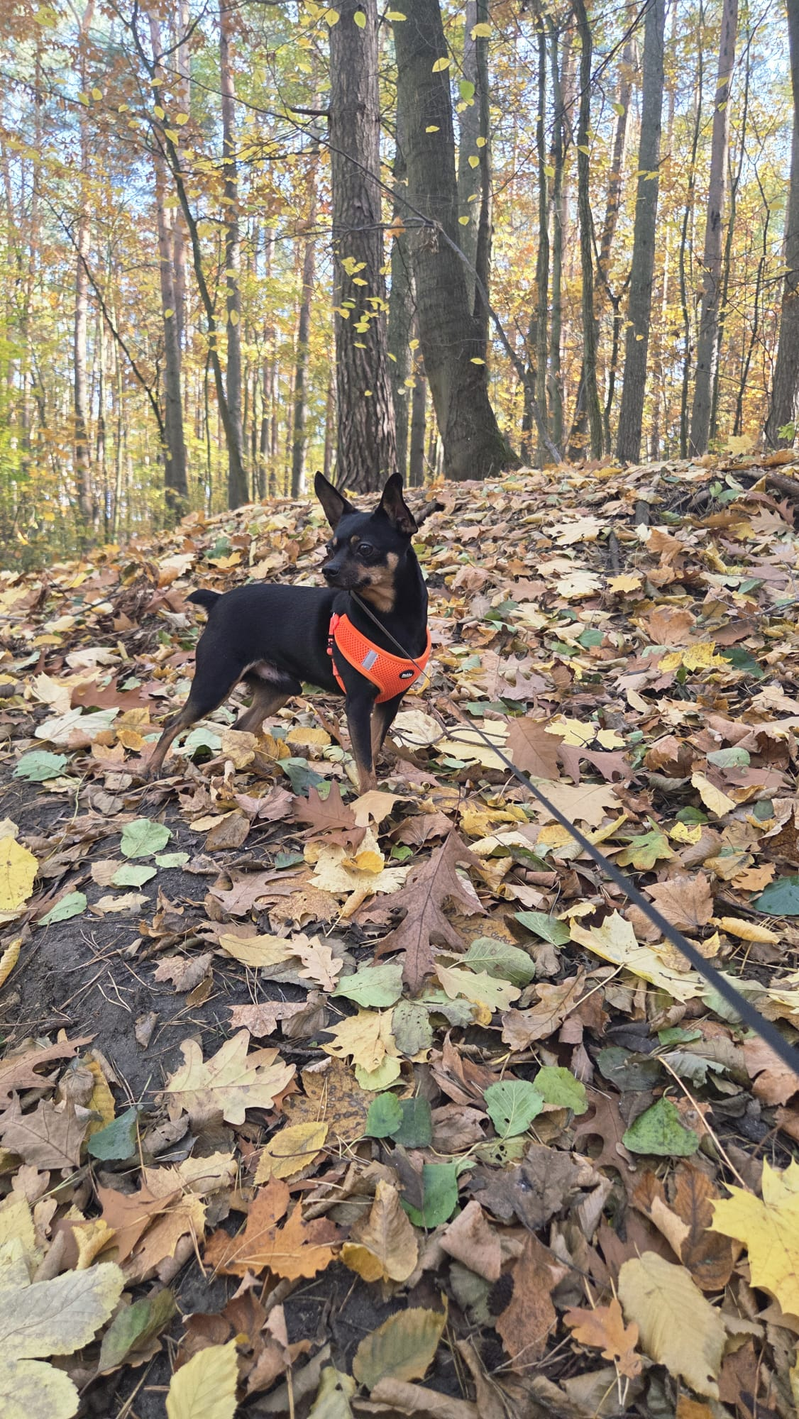 09a57a33-72cf-434b-a83f-b0c2bf138ae9