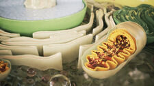 Loty kosmiczne uszkadzają mitochondria
