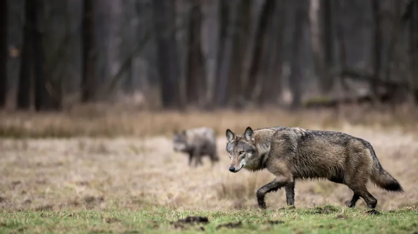 Badanie: wilki wolą dzikie kopytne od bydła i koni