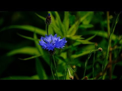 Letnia Muzyka Relaksacyjna 432 Hz Uzdrawiająca Duszę