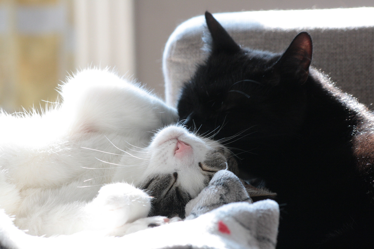 8727aeb3-7210-4833-ba11-fe1d9735f912