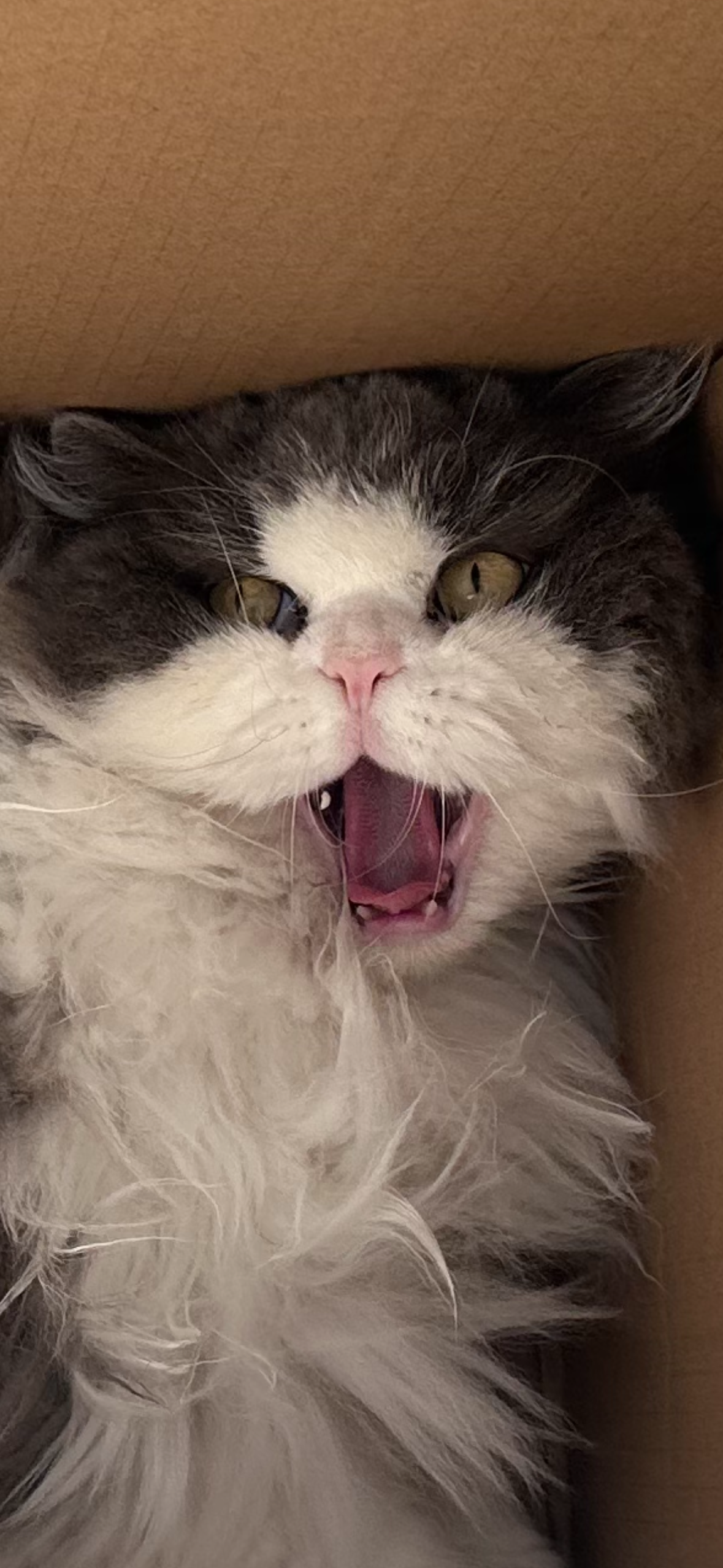 40135e0f-47af-4ba7-bf5d-b83b819aeaca