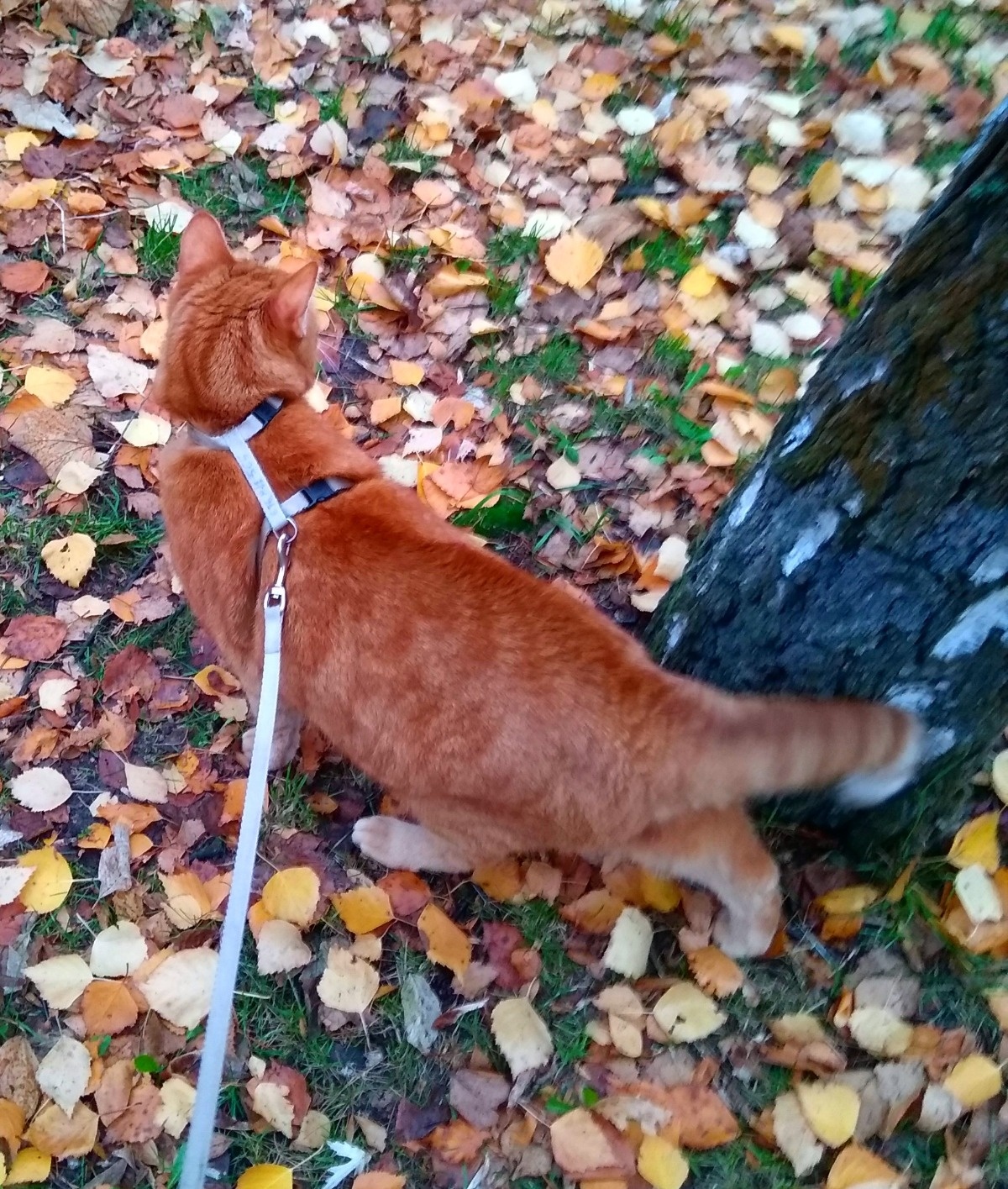 8a6226f6-5bea-4c2c-be73-9e922d04849a