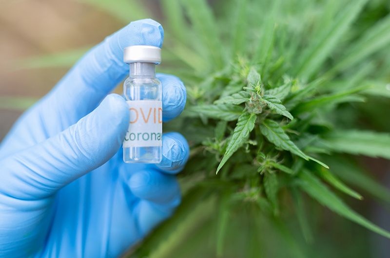 Jaki Wpływ Konopie Indyjskie mają na Powikłania po Covid-19