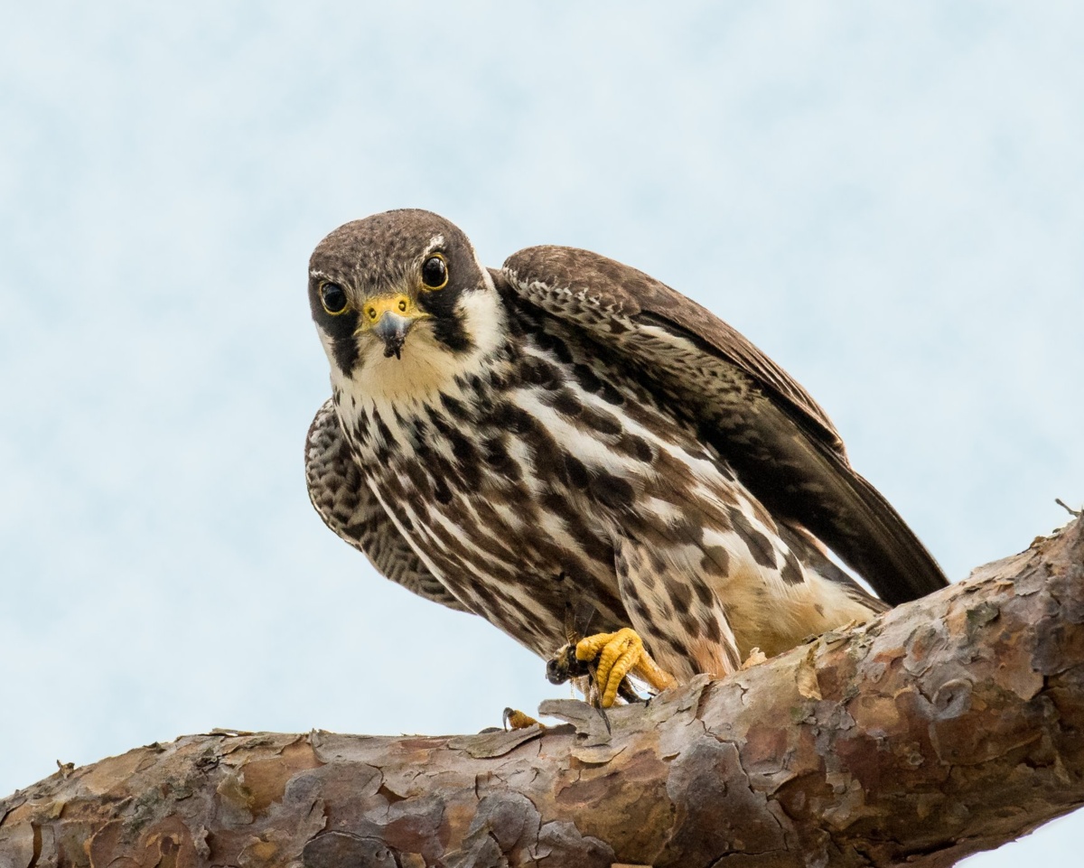 O kobuzach słówek kilka