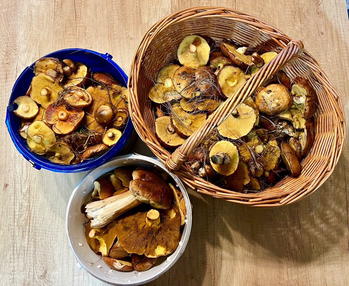 4e401760-4e71-447a-8c29-3296a2a93c9c