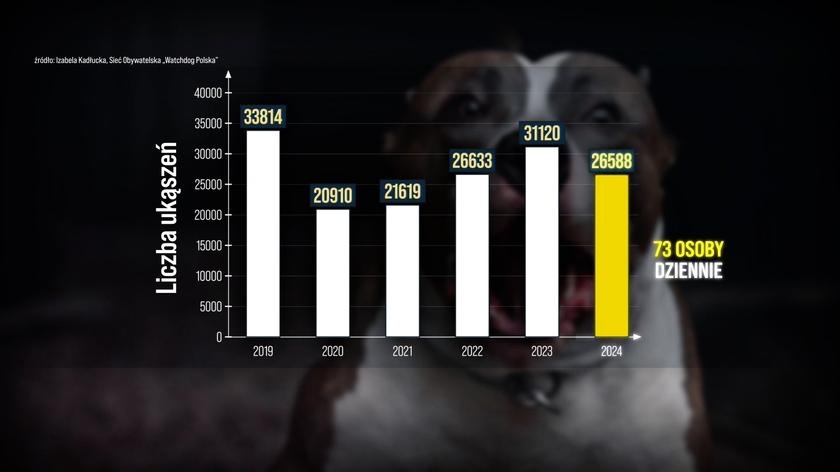 W 2024 roku psy w Polsce pogryzły ludzi niemal 27 tysięcy razy. Odpowiedzialność spada na właścicieli