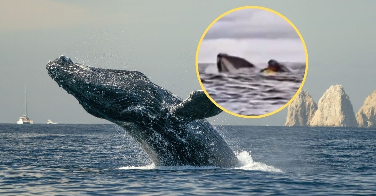 Wieloryb połknął 24-latka na kajaku. Nagranie krąży po sieci [WIDEO]