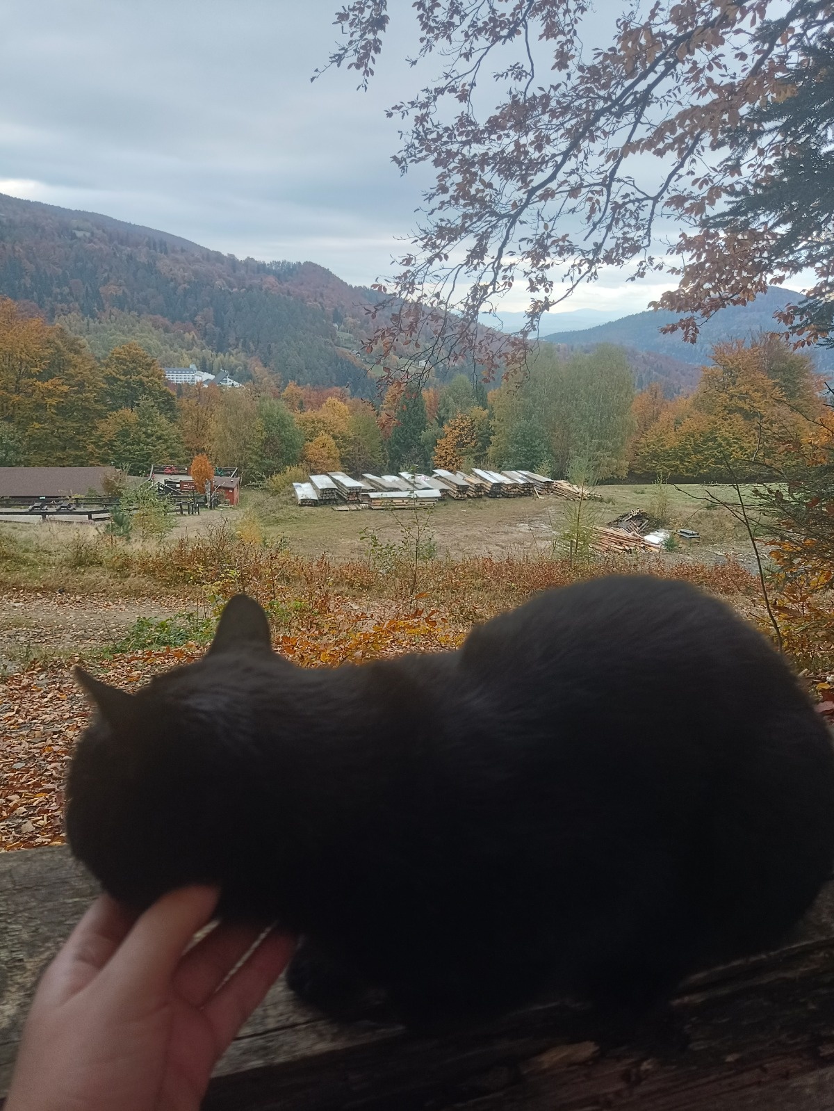 771fc19b-f4cd-4c01-9200-9b0d2a0c11dd