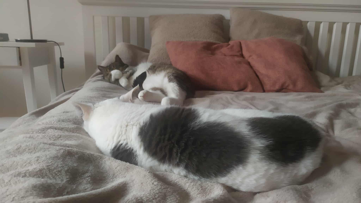 46295a75-7079-4ea0-9d4a-93a972fb0075