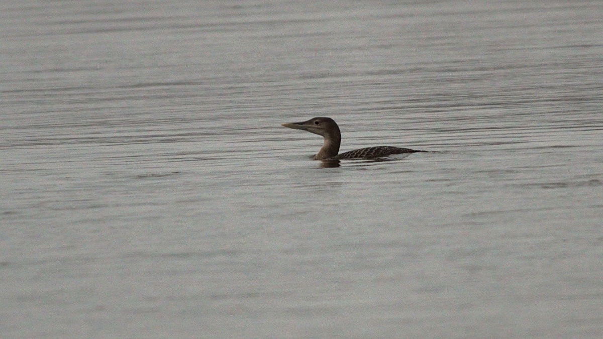 24aaeb8e-b4b7-432b-a7ad-46b15dcc0a5d