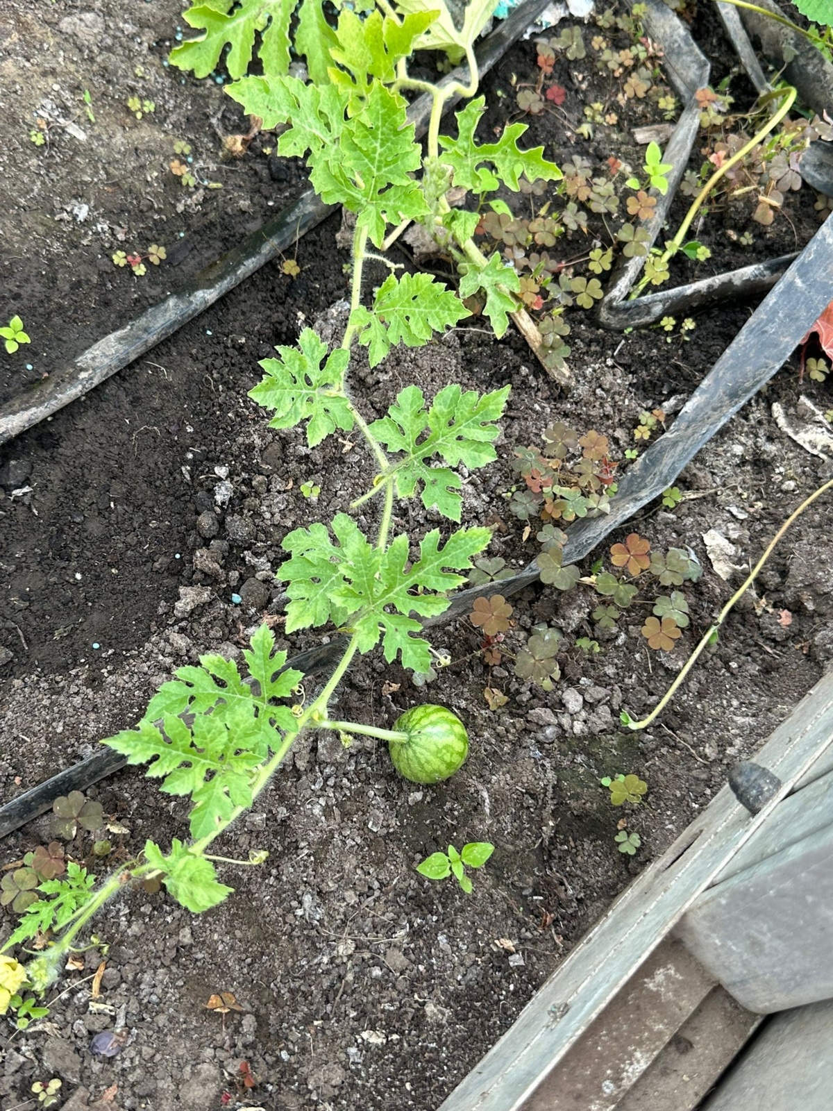 8d7678e2-8039-4743-b54e-ef62b273acaa