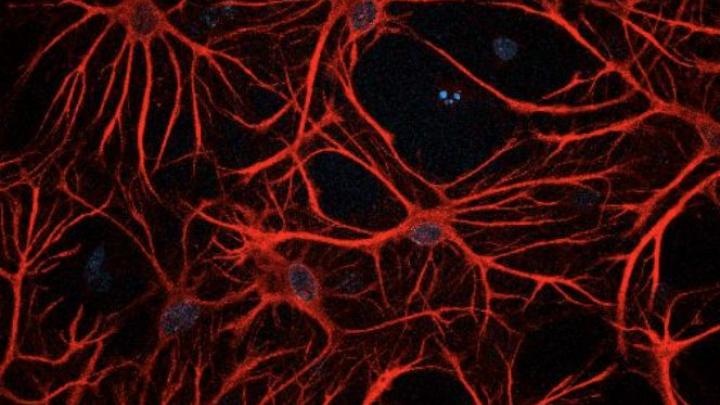 Astrocyty pomagają zrozumieć ewolucję ludzkiego mózgu