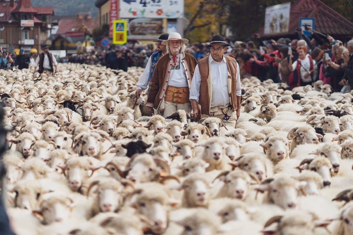 Morze owiec w mieście. Szczawnica zaprasza na jesienny redyk!