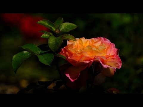 Letnia Muzyka Uspokajająca Stres, Lęki i Depresję