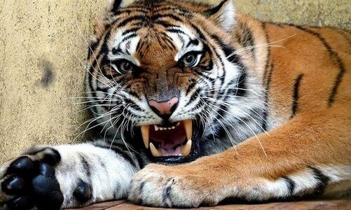 Nowy wybieg dla tygrysów z poznańskiego ZOO