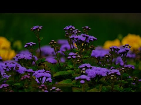 Letnia Odstresowująca Muzyka Relaksacyjna Do Snu