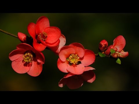 Wiosenna Relaksująca Muzyka Na Stres, Lęki i Stany Depresyjne