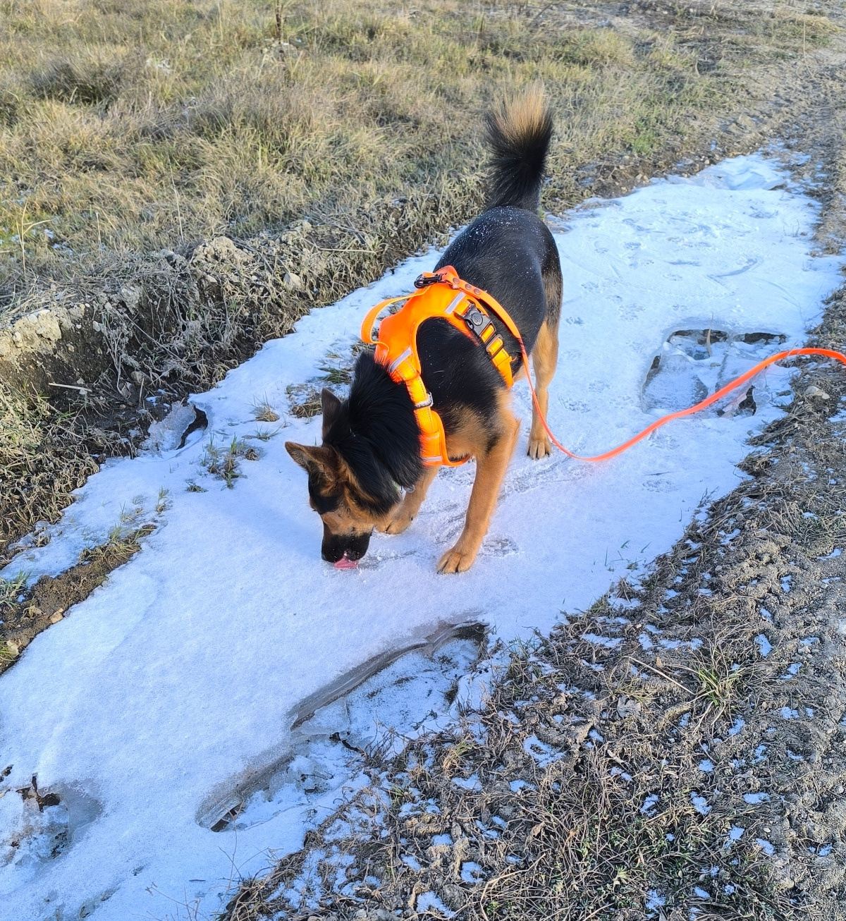 31d3056a-f009-4cb8-b630-5ace2aad3594