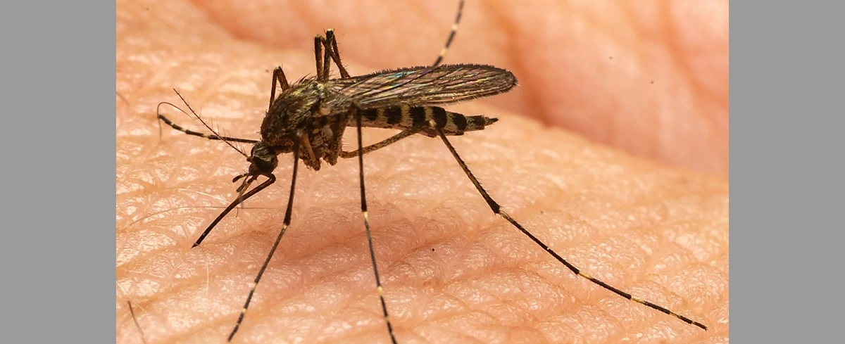 Eksperyment z setką głodnych owadów i studentem w roli przynęty - Academia PAN