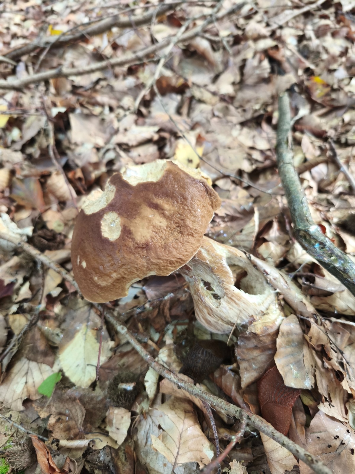 85028ea5-8b3c-4860-8be4-e2addffc7f7b