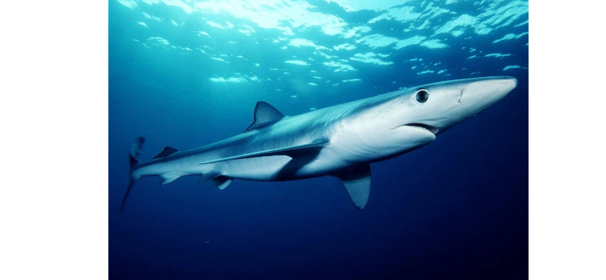 Jak rekiny błękitne zmieniają kolor dzięki unikalnej strategii ewolucji