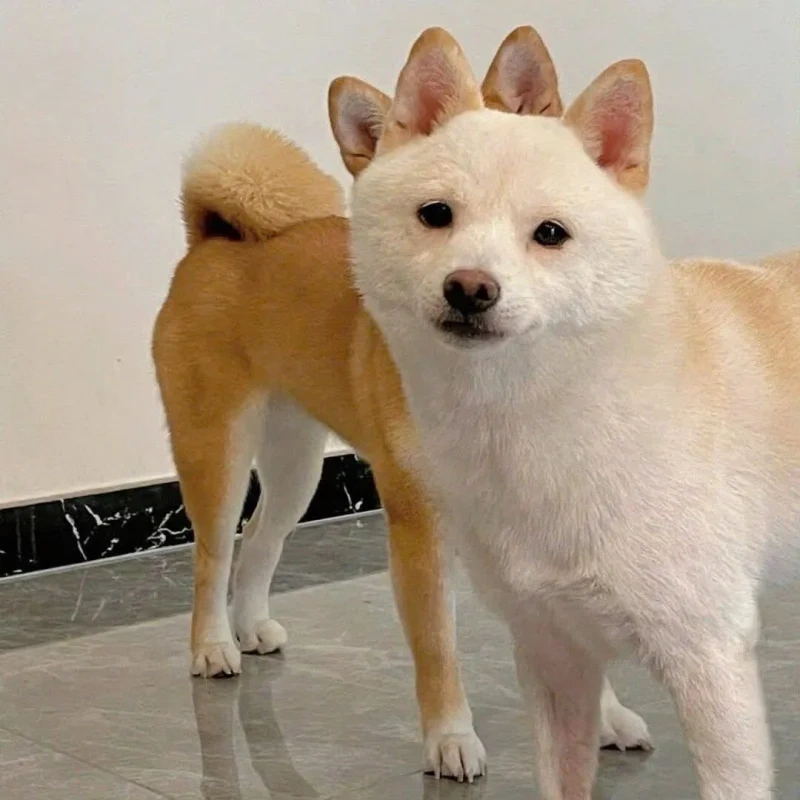 0c5c1486-0938-4f1b-ae1e-0781267c7de8