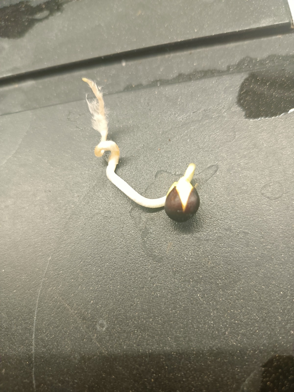 06cd9a12-17da-4e0e-9934-10c52b7611b9