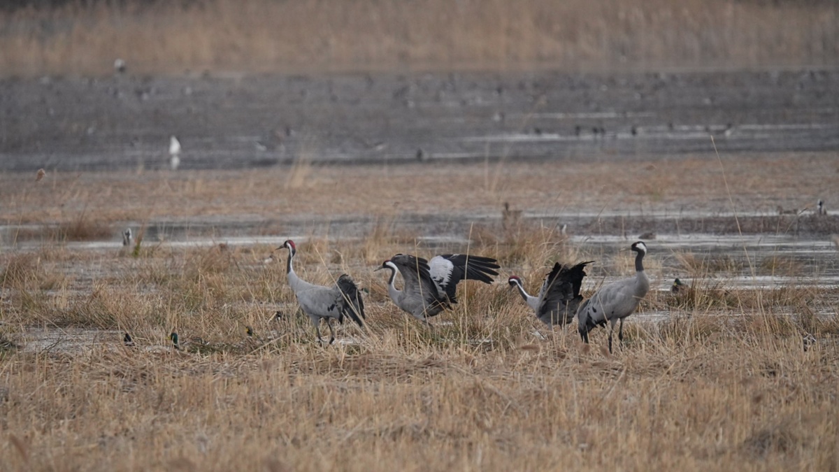 56438e74-1091-40aa-b565-71eaf95e780d